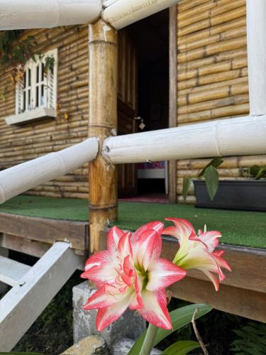 a pink flower sitting next to a wooden fence at Green Bamboo Lodge in San Francisco de Borja