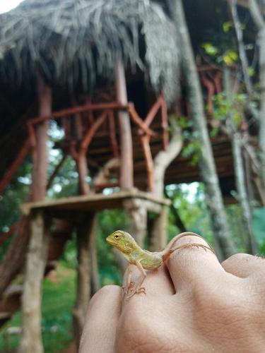 a person holding a small lizard in their hand at Green land tree house sigiriya in Sigiriya