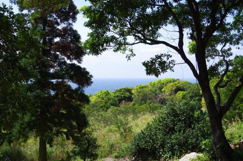 a view of the ocean through the trees at Cottage Views in Yakushima