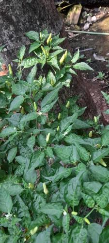 a green plant with yellow fruits on the ground at Lake view appartment, Siruseri, Chennai in Chennai