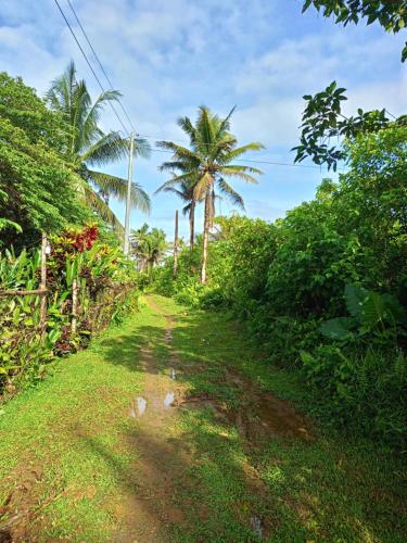 a dirt road with palm trees in a field at TD ROOMSTAY in Dapa