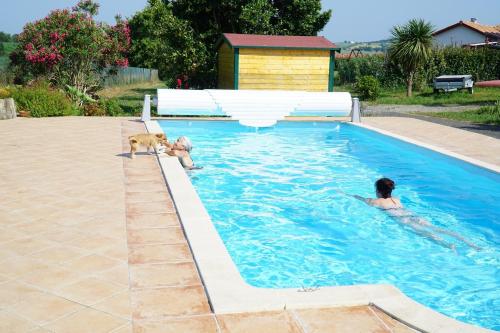- deux chiens jouant dans une piscine dans l'établissement la maison du parc, à Came