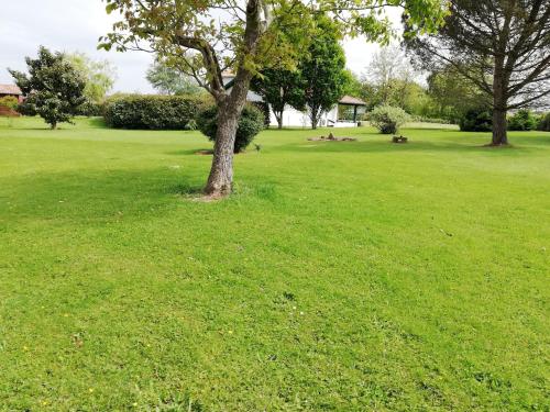 un arbre au milieu d'un champ vert dans l'établissement la maison du parc, à Came