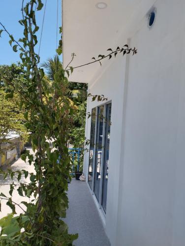 a white building with a plant on the side of it at Himandhoo sweet dreams in Himandhoo 