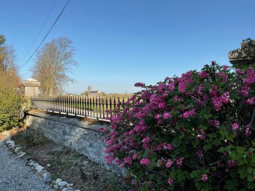 a bush of purple flowers next to a fence at Mizzle Cottage in Cloghjordan
