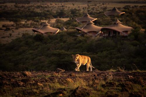 a lion walking on top of a hill at Mahali Mzuri in Aitong