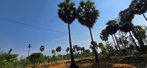 a group of palm trees on a dirt road at KK Dream Garden in Kāraikkudi