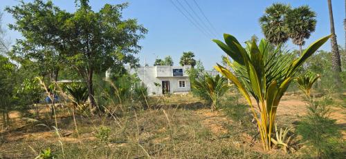 a house in the middle of a field with trees at KK Dream Garden in Kāraikkudi