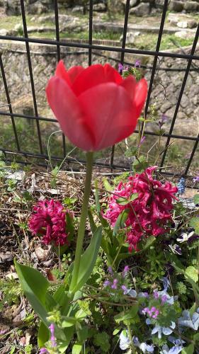 a red flower in a garden with pink flowers at ガーデンリゾート 潮美庵 in Hatsukaichi