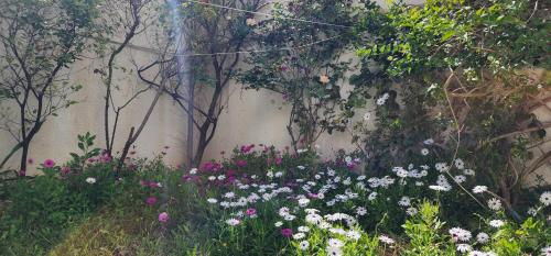 a garden with flowers in front of a wall at Duplex bien equipe securise avec jardin et veranda in La Marsa