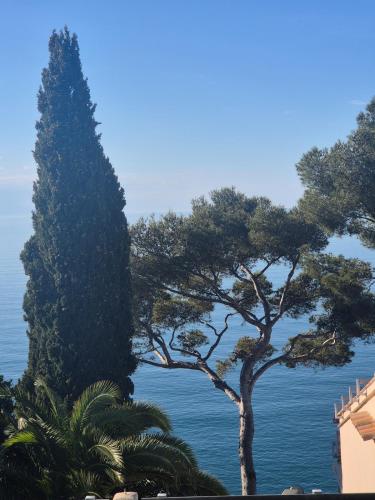 a view of the ocean and a tree at Le Petit Levant sea view studio in Cavalaire-sur-Mer