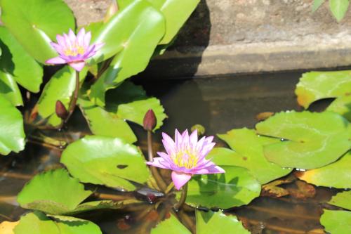 a group of pink water lilies in a pond at Barve Homes in Ratnagiri