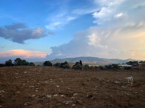 a dog standing in a field under a cloudy sky at The house of Kadita in Kadita