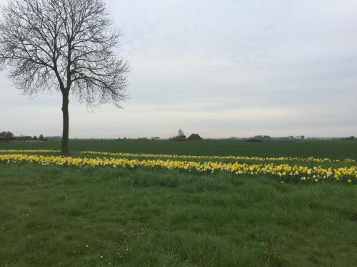 a tree in the middle of a field of flowers at De Stadspoort appartementen in Aardenburg