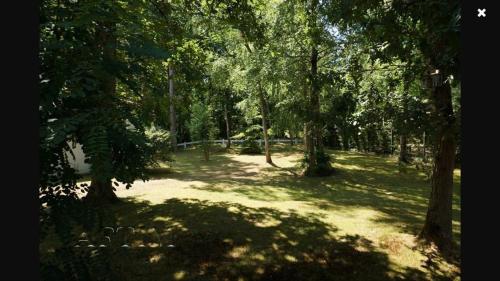 une forêt plantée d'arbres et d'herbe dans l'établissement Maison d'architecte en forêt du Touquet, à Le Touquet-Paris-Plage