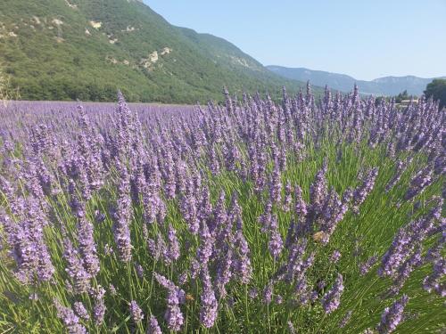 a field of purple flowers in front of a mountain at Gîte de la Tour Carrée in Taulignan