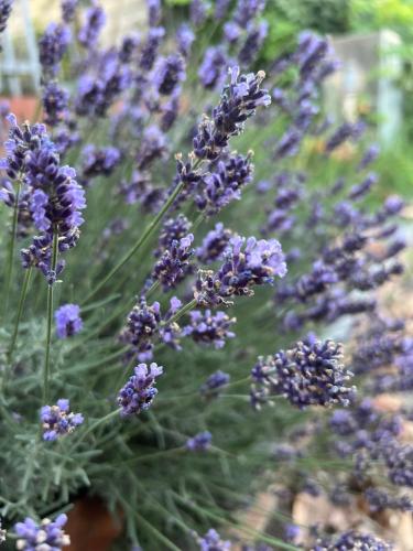 a bunch of purple lavender flowers at I cinque viaggiatori in Ceres