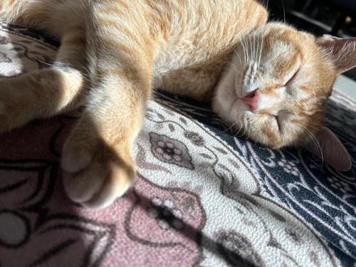 a cat sleeping on top of a blanket at Tekoma Resort Cameron Highlands in Tanah Rata