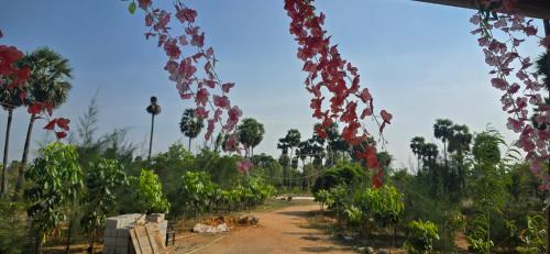 a garden with red and white flowers and a dirt road at KK Dream Garden in Kāraikkudi
