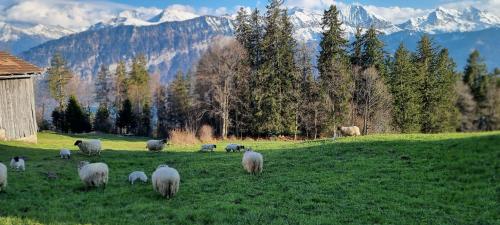 a herd of sheep grazing in a grassy field at Königin der Alpen in Beatenberg