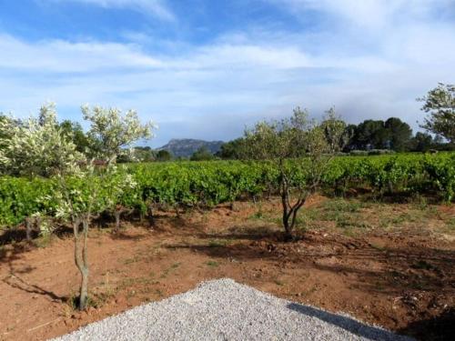 a row of trees in a vineyard at Studio Vu sur l'O2 Là in La Motte
