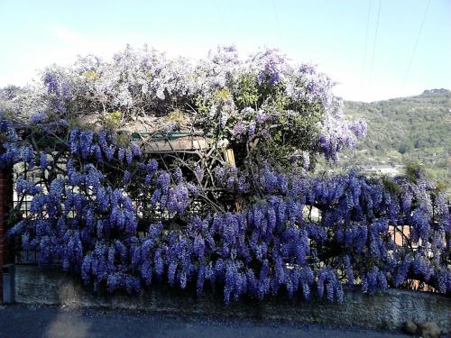 a bunch of purple flowers on a wall at Casa IL GLICINE in Camporosso