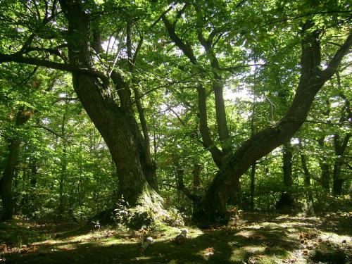 a group of trees in a lush green forest at La Casina di Pia in Montieri