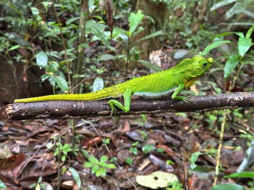 Φωτογραφία από το άλμπουμ του Sinharaja Rainforest Vibe σε Deniyaya