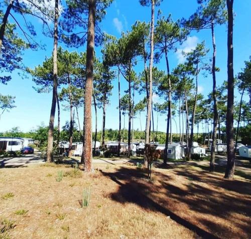 un groupe de palmiers dans un champ avec des tentes dans l'établissement Les Dunes de Contis 4 étoiles emplacement 459 3CH 1SDB 8 pers, à Saint-Julien-en-Born