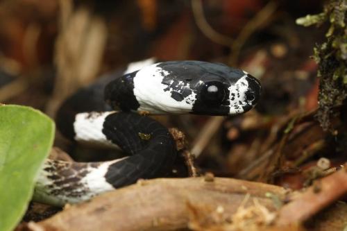 Animaux dans le séjour chez l'habitant ou à proximité