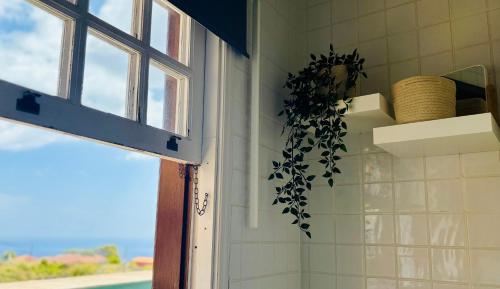 una planta en una pared junto a una ventana en La Casa Nieves, en Lodero
