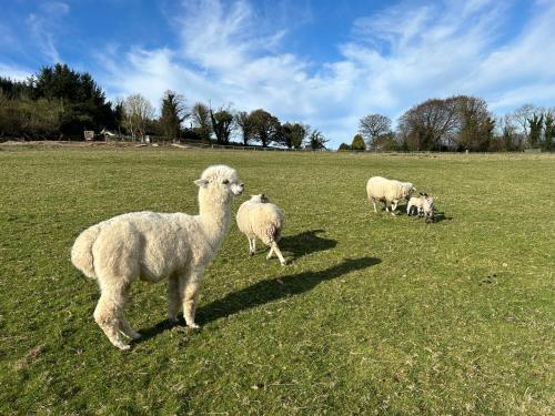 a group of sheep standing in a field at Sky gazer cabin in the woods in Dublin