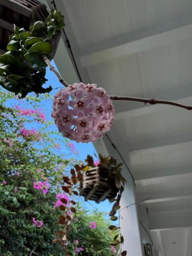 a pink donut hanging from a branch with plants at Ocean Garden Studio II in Rat Island