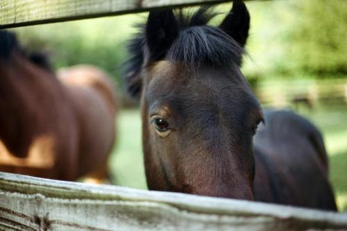 a close up of a horse looking through a fence at Mount Juliet Estate, Autograph Collection in Thomastown
