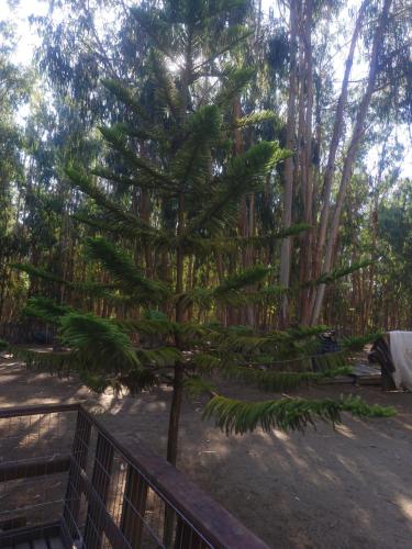 Fotografie z fotogalerie ubytování Cabaña Bosque Los Duendes v destinaci Puchuncaví