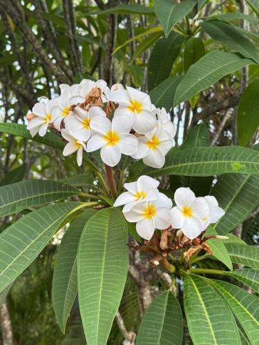 a bunch of white flowers on a tree at Grande Villa au calme - Vue exceptionnelle - Climatisation - Piscine sel chauffée - Jardin Tropical in Vincendo