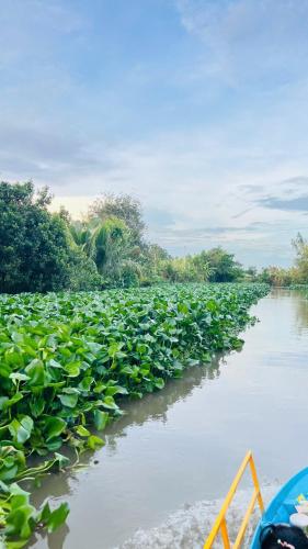 a river filled with lots of green plants at HOMESTAY Hoàng GIa in Ấp Ông Tú