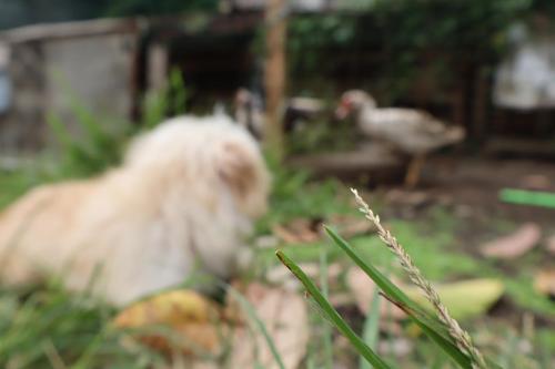 B&Bの敷地内または近くにいる動物