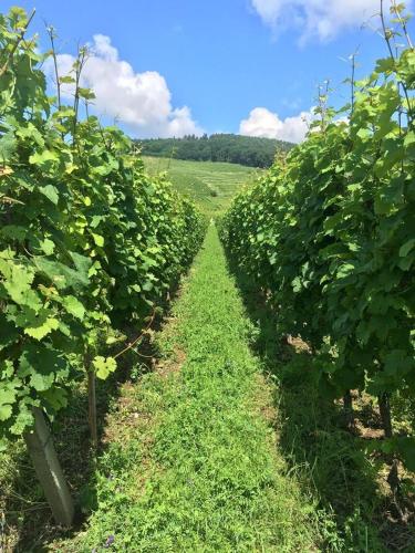 a row of bushes in a field with a blue sky at Chambres Thirion in Saint-Hippolyte