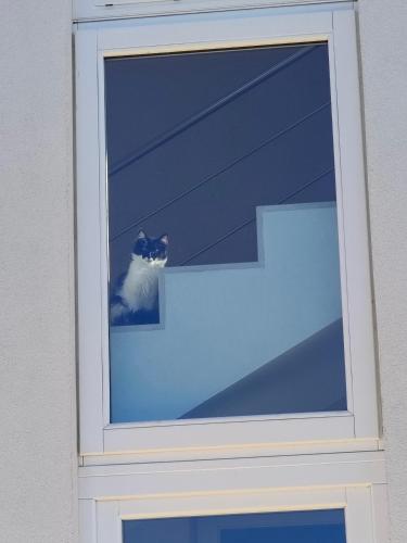 a cat is looking out of a window at Mandulivi, chalet nel mandorleto e mansarda vista mare in Villaggio Azzurro