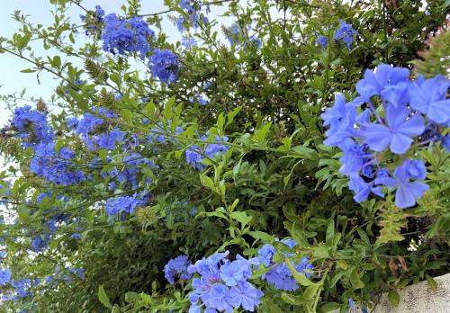 a bunch of blue flowers in a hanging basket at Hotel Tikar in Garrucha