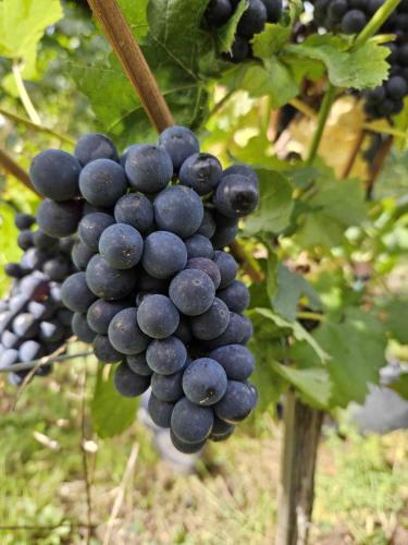 a bunch of black grapes hanging from a tree at Gîtes Thirion in Saint-Hippolyte