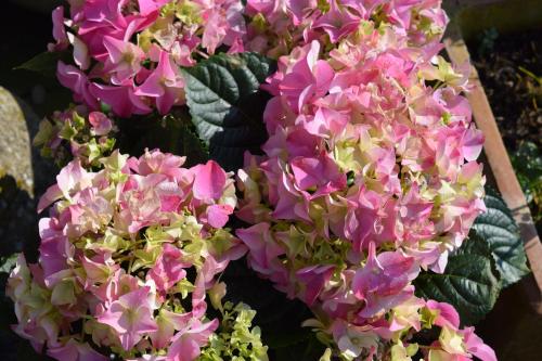 a bunch of pink flowers with green leaves at B&B De Vossenbarm in Jabbeke
