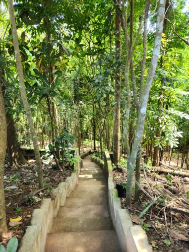a path in the middle of a forest with trees at Sotera and Paz Forestville in Silang