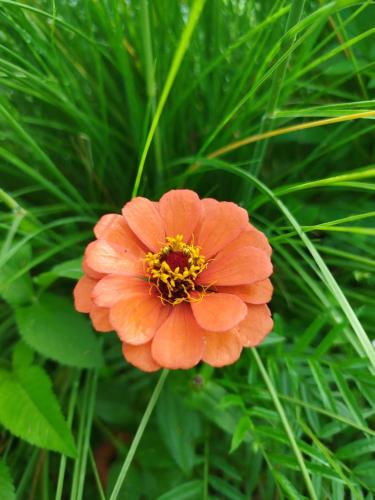 a close up of a orange flower in front of a plant at Kintamani Adventure 'Hide Away In Kintamani in Kintamani