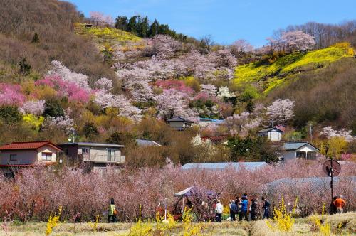 a group of people standing in front of a hill withakura trees at La Union in Fukushima