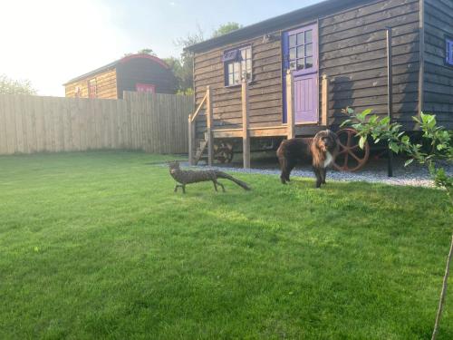 a dog and a cat in a yard with a house at Fox lodge Shepherd Hut Sidmouth in Sidmouth
