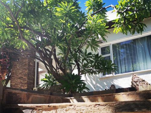 a tree in front of a house at Guesthouse Terra Africa in Windhoek