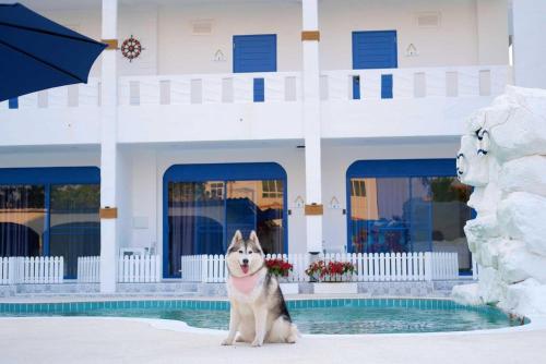 a dog sitting in the water in front of a building at Collection O To The Sea Resort Thailand in Na Jomtien