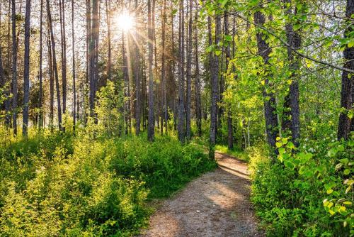 a dirt trail in a forest with the sun shining through trees at Dover Wheelhouse in Dover